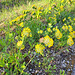 Echter Wundklee (Anthyllis vulneraria)