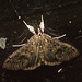 IMG 2654 Moth-2