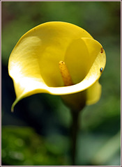Aronskelk ○ Arum Lily , Recurring