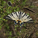 Butterfly "Iphiclides podalirius"