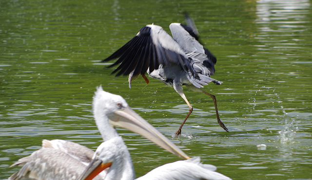 parc des oiseaux Villars les Dombes