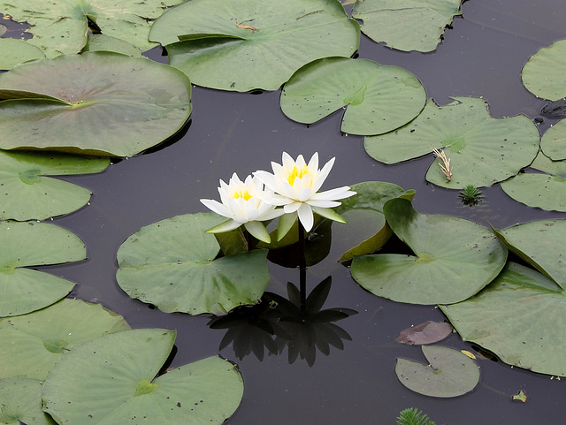 water lilies