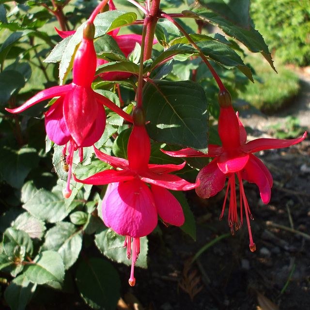 Fulbourn Garden 2011-07-11 002