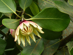 The Autograph tree / Clusia rosea, Tobago