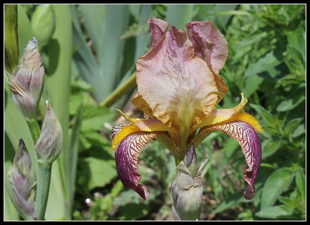Iris jacquesiana (2)