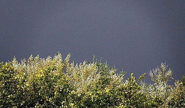 That wonderful combination of sunlight and grey/blue stormy sky (Paynes Grey innit!!)