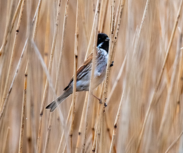 Reed bunting