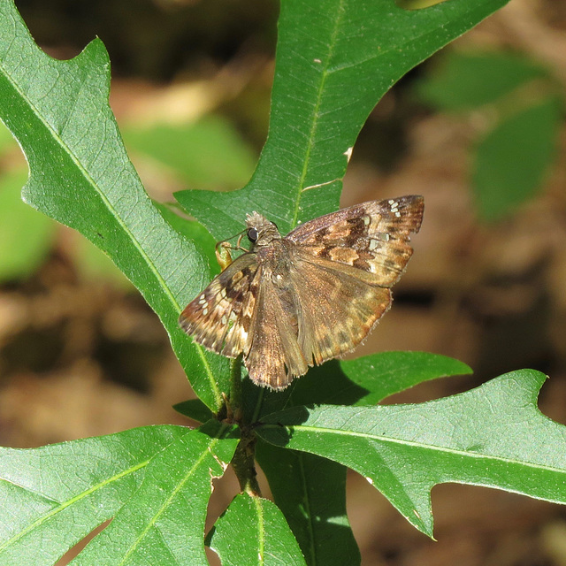 Southern cloudywing