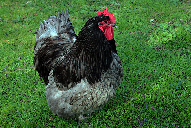 Mon cocq orpington en panne sexuelle , je me demande si il n'a pas viré sa cuti .......