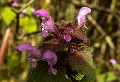 20200315 6782CPw [D~LIP] Purpurrote Taubnessel (Lamium purpureum), UWZ, Bad Salzuflen