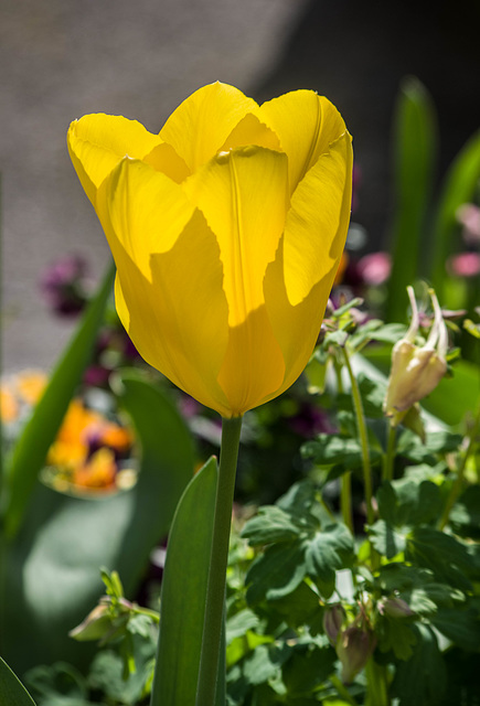 tulipes