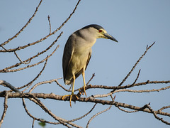 Black-crowned Night-Heron