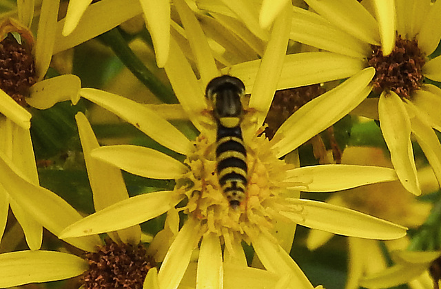 20210725 1960CPw [D~LIP] Langbauchschwebfliege (Sphaerophoria scripta) [w], [Stiftschwebfliege], Jakobs-Greiskraut (Jacobaea vulgaris), Bad Salzuflen