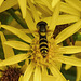 20210725 1960CPw [D~LIP] Langbauchschwebfliege (Sphaerophoria scripta) [w], [Stiftschwebfliege], Jakobs-Greiskraut (Jacobaea vulgaris), Bad Salzuflen