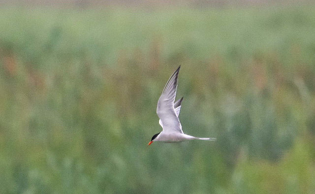 Common tern