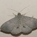 IMG 2652 Moth