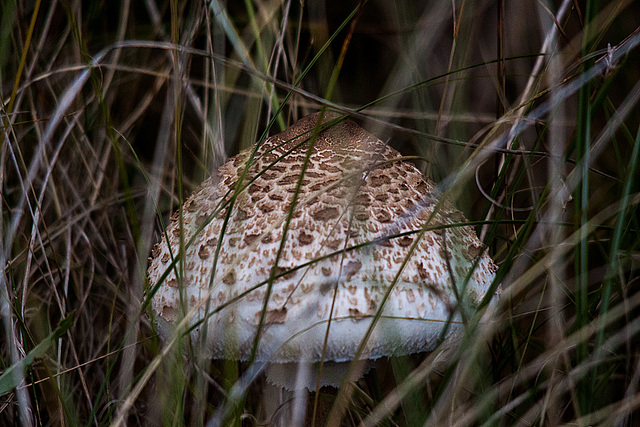 20140908 3458RTw [NL] Pilz, Terschelling