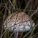 20140908 3458RTw [NL] Pilz, Terschelling