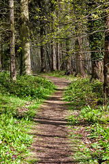 Bluebell Woods 1 - the path