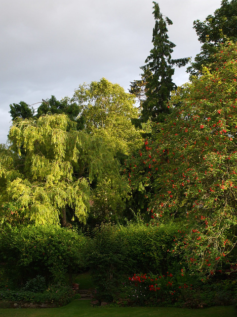 Fulbourn Garden 2011-07-21 002