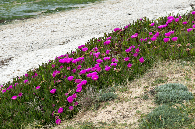 Carpobrotus spec. - 2016-04-26 D4  DSC6710