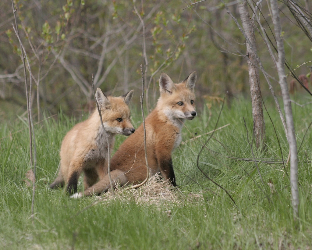 little foxes / renardeaux