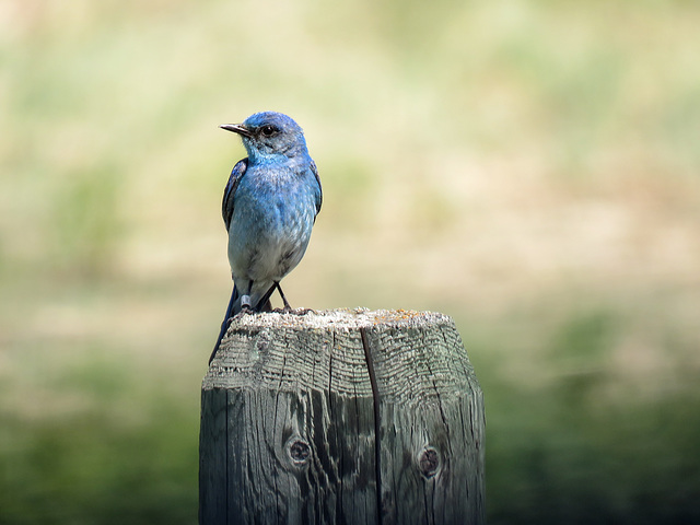 Mountain Bluebird male