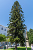 Cádiz, Plaza de las Tortugas, big tree