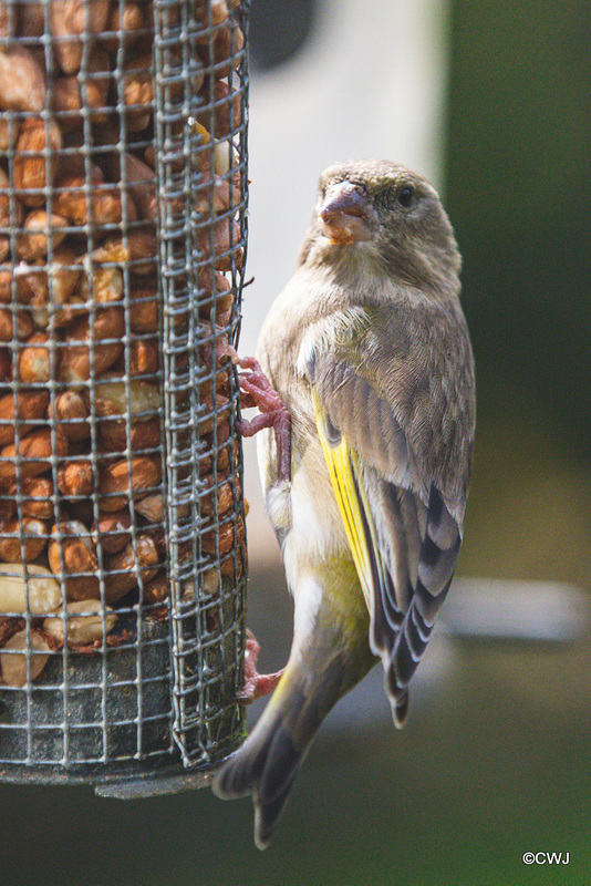 Young Goldfinch
