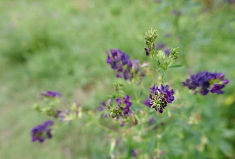 Erba medica - Medicago sativa