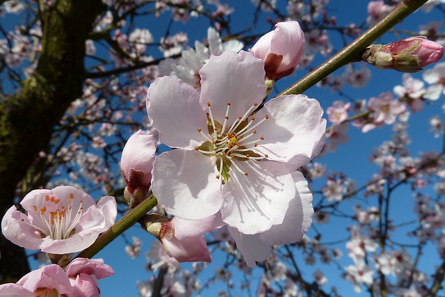 Spring Bokeh Bouquet