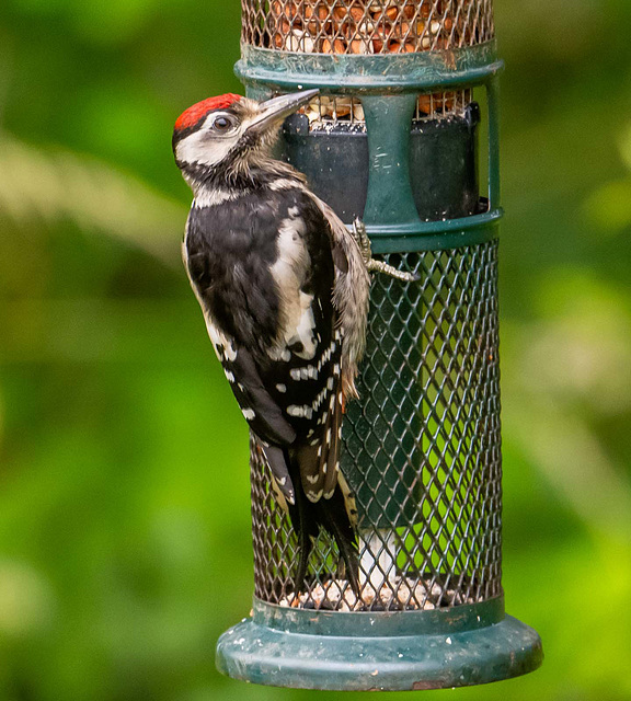 Great spotted woodpecker