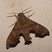 IMG 2651 Moth-1