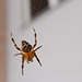 Spider which descends from the facade of the building