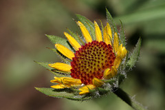 Arrowleaf Balsamroot