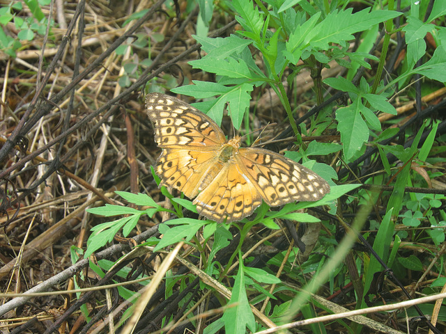 Variegated fritillary