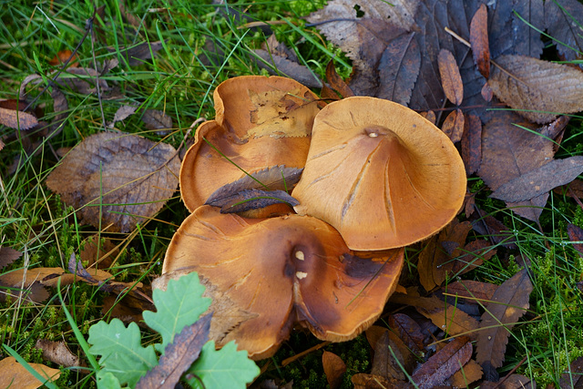 Schöne Pilzgruppe am Wegrand