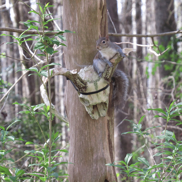 Gray squirrel chewing on deer antler