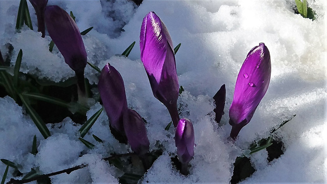 Schnee-Krokusse