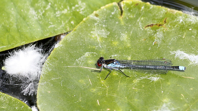 Demoiselle... :-)