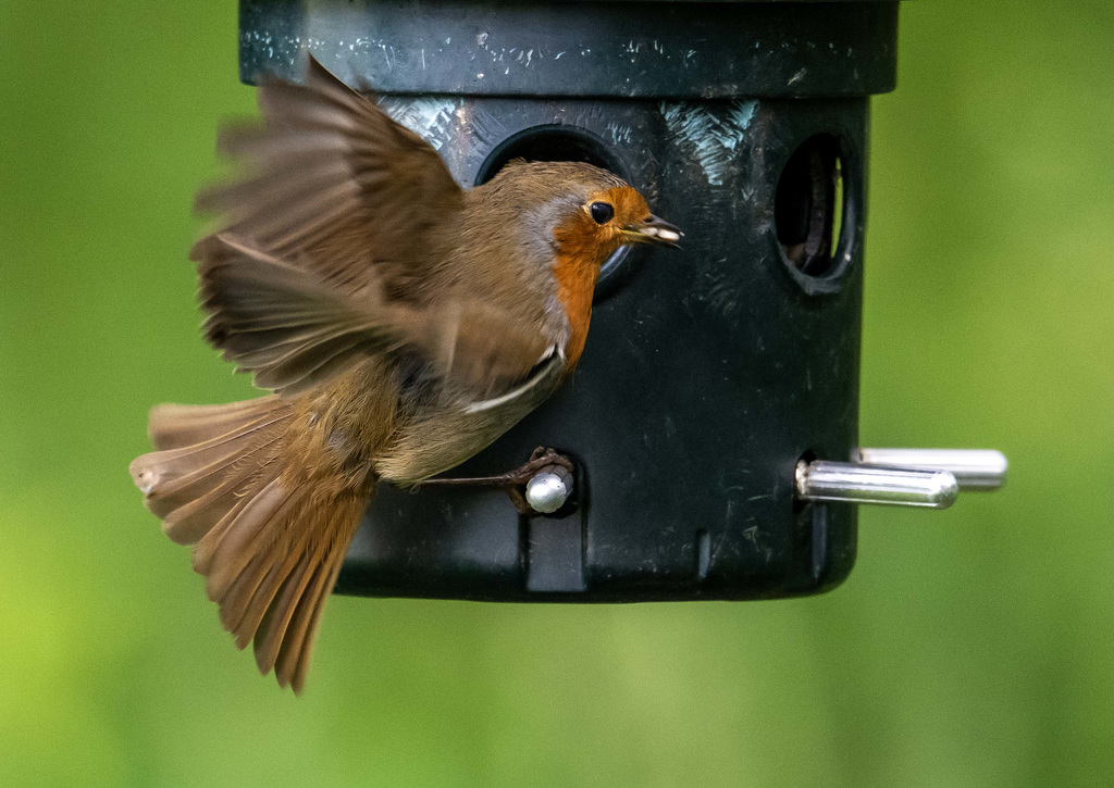 Robin