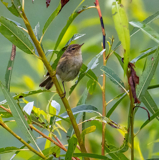 Chiffchaff