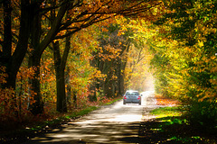 Herbstliche Allee