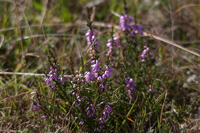 20140908 3457RTw [NL] Heide, Terschelling