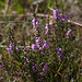 20140908 3457RTw [NL] Heide, Terschelling