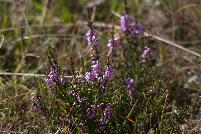 20140908 3457RTw [NL] Heide, Terschelling