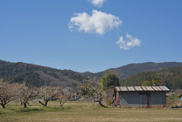 White clouds and plum trees