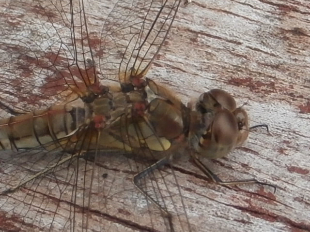 Mr Dragonfly - or Mrs Dragonfly taking a breather