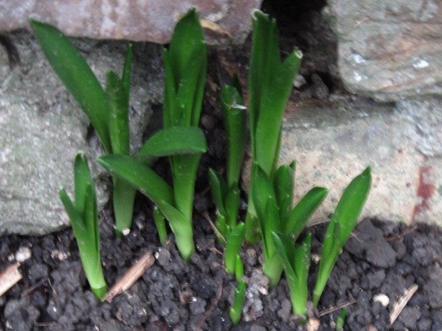 Some bluebells starting to come up