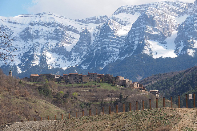 Spanish Pyrenese with Fence